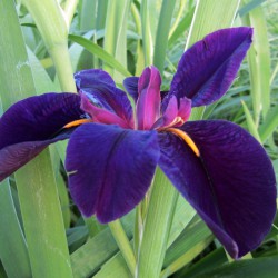 Iris lousiana Black Gamecock - Iris nero