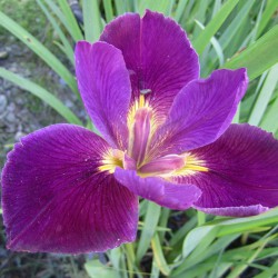 Iris louisiana Mighty Rich 