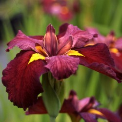 Iris louisiana Red Velvet