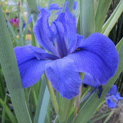 Iris louisiana  Blue Velvet