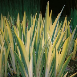 Iris pseudacorus Variegata 