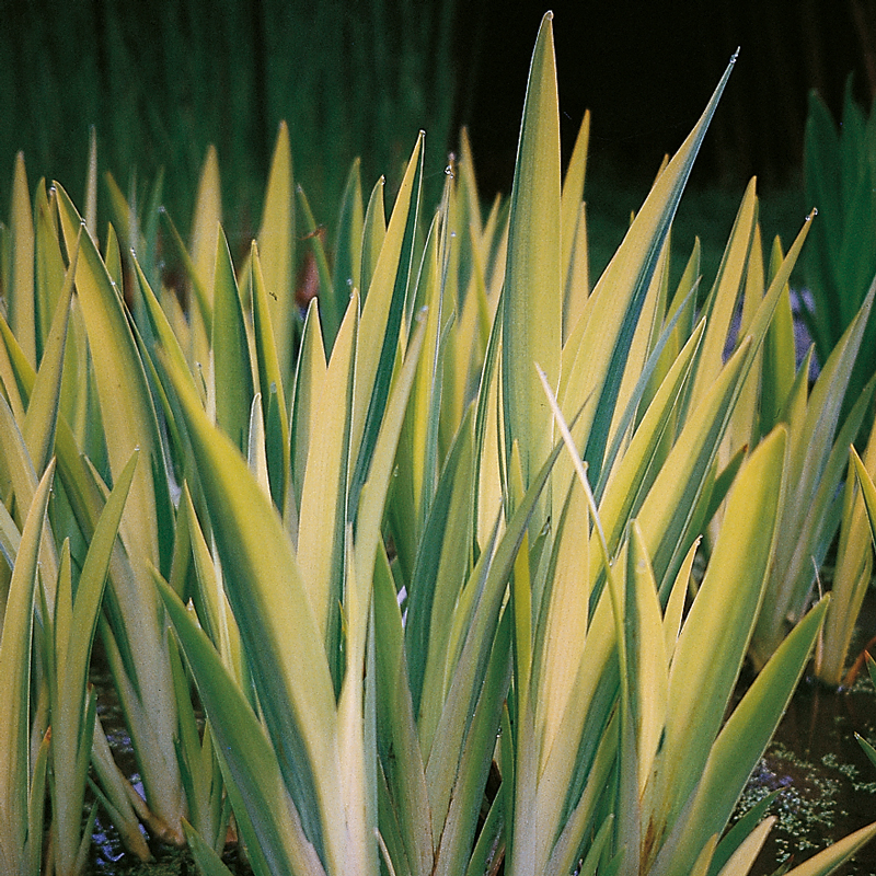 künstliche pflanzen 200 cm Palmera Tree Artificial Plant 200 cm