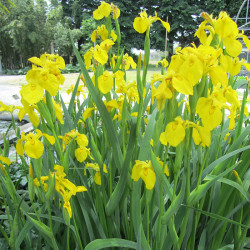 Iris pseudacorus - Iris giallo autoctono