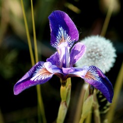 Iris versicolor 