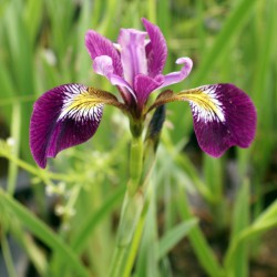 Iris versicolor Kermesina