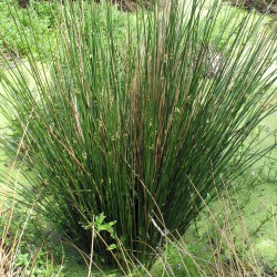 Juncus effusus - Giunco verde