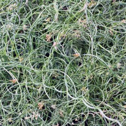 Juncus effusus Spiralis - Giunco cavatappi