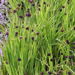 Juncus ensifolius - Giunco nano