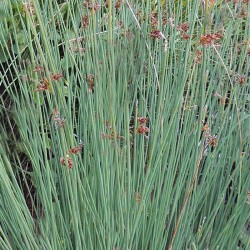 Juncus glaucus - Giunco glauco