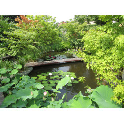 Ten important things to know before building a pond