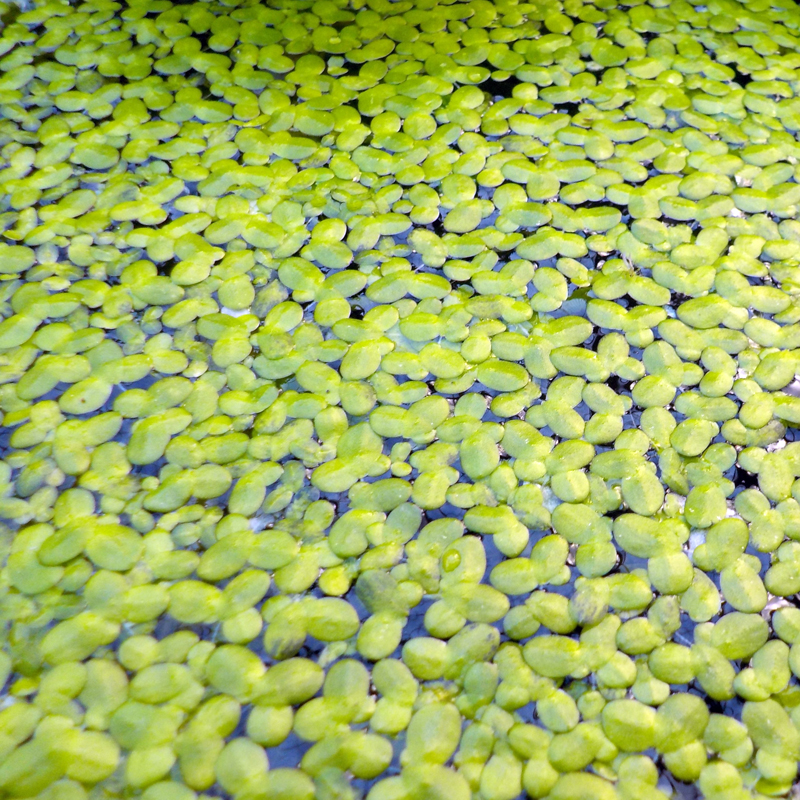 Lenticchia D'acqua (Lemna) 1000 Pezzi - Pianta Galleggiante Per Stagno E Acquario Anti-alghe