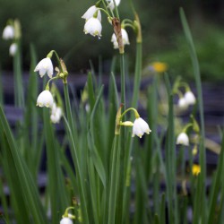 Leucojum aestivum - Campanellino d'acqua
