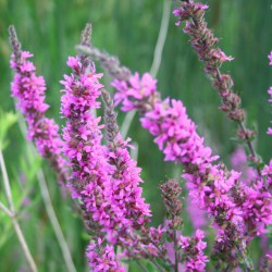 Lythrum salicaria - Salcerella