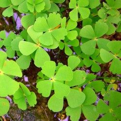 Marsilea quadrifolia - Quadrifoglio d'acqua
