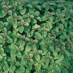 Mentha aquatica - Menta acquatica