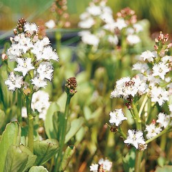 Menyanthes trifoliata - Trifoglione d'acqua