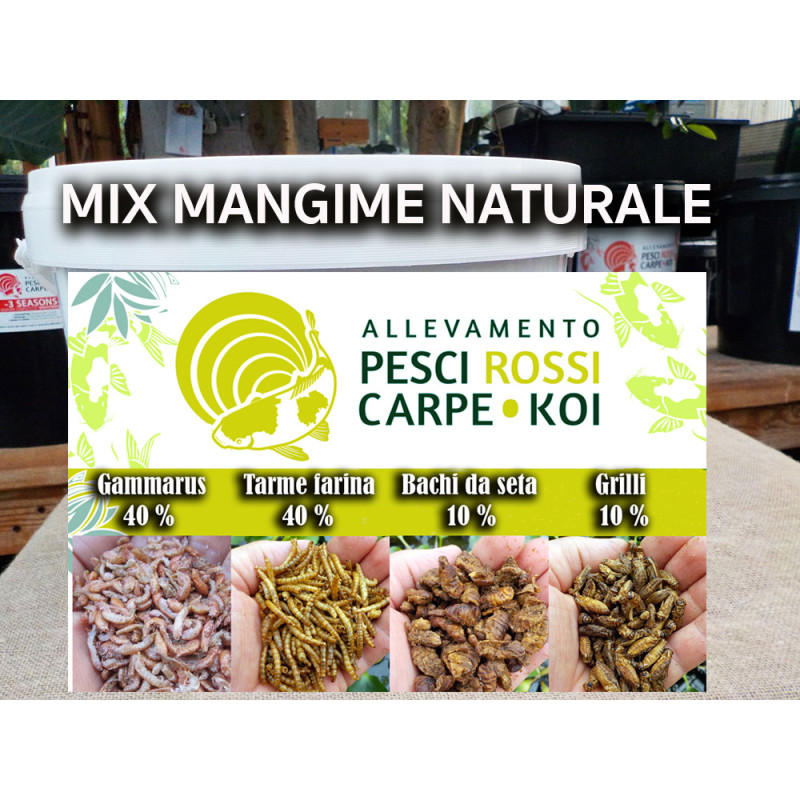 Vaso Trasparente Per Orchidee In Plastica 12x17cm + 50lt Di Mangime Solubile – Il Pacchetto Completo Per Orchidee Rigogliose! - Foto 3