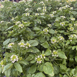 Nasturtium officinalis 
