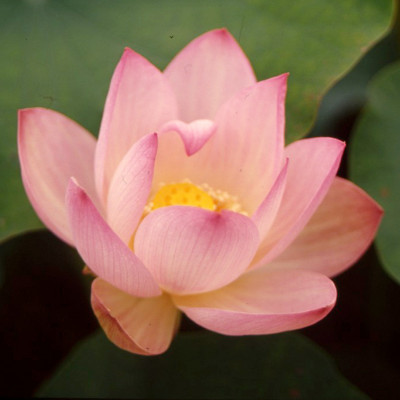 Nelumbo Shy Child - Fior di loto piccolo Nelumbo Shy Child - Fior di loto piccolo
