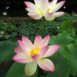 Nelumbo American Chinese Red - Medium lotus flower