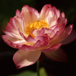 Nelumbo Better Than Brocade - Small lotus