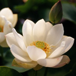 Nelumbo Children Lotus - Fior di loto piccolo
