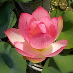 Nelumbo Corallo - Fior di loto piccolo