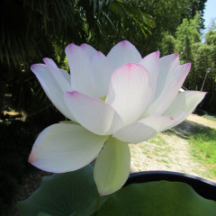 Nelumbo Geisha ® - Fior di loto grande 