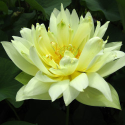 Nelumbo Gong Niang Foot - Small lotus