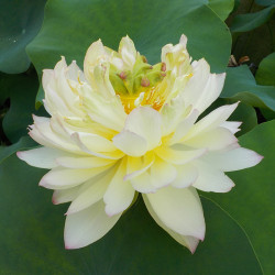 Nelumbo Hegemon King Gown - Medium lotus