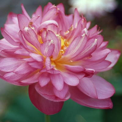 Nelumbo Momo Botan - Fior di loto piccolo Nelumbo Momo Botan - Fior di loto piccolo