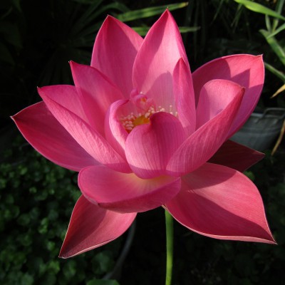 Nelumbo Piccolo Buddha - Fior di loto piccolo Nelumbo Piccolo Buddha - Fior di loto piccolo