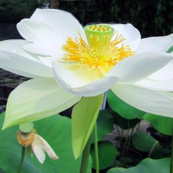 Nelumbo Walter Bonatti ® - Large lotus