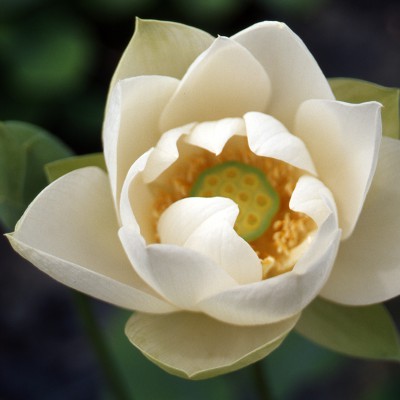 Nelumbo Warrior in White - Medium lotus Nelumbo Warrior in White - Medium lotus