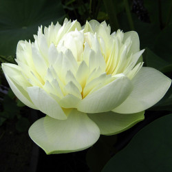 Nelumbo White Feather - Fior di loto piccolo