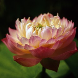Nelumbo Zhao Jun Gu Ying - Fior di loto piccolo