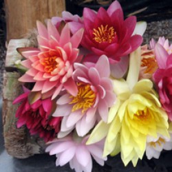 Fiori di ninfee recisi, in forme e colori misti