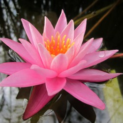 Nymphaea Yogi-Gi - Ninfea media