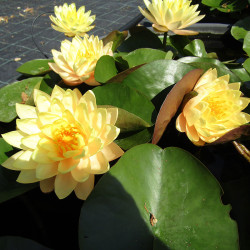 Nymphaea Clyde Ikins - Large water lily