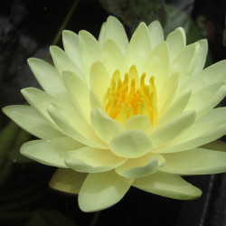 Nymphaea Denver - Large water lily 
