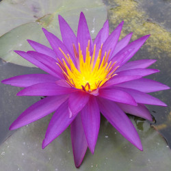 Nymphaea Detective Erika - Ninfea ISG rustica