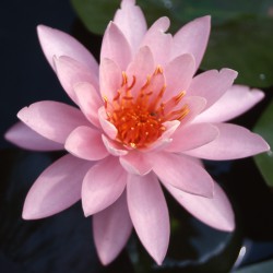 Nymphaea Firecrest - Medium water lily