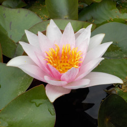Nymphaea Guy Maurel - Large water lily  