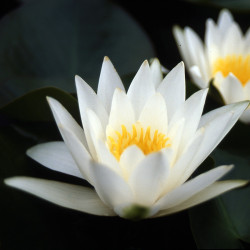 Nymphaea Hermine - Small Water lily