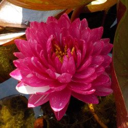Nymphaea Jakkapong - Ninfea grande