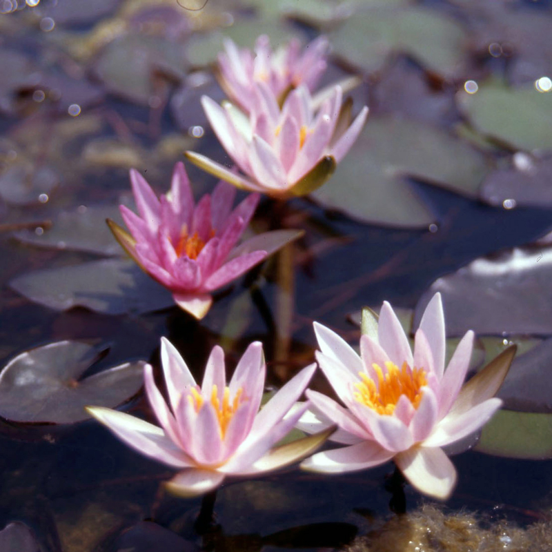 Nymphaea Laydekeri Lilacea - Dwarf water lily - Acquista online su ...