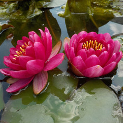 Nymphaea Little Champion - Small water lily 