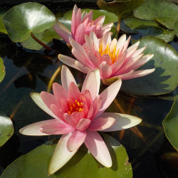 Nymphaea Little Sue - Small water lily 