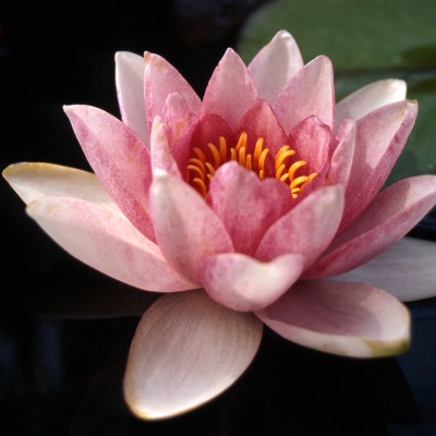 Nymphaea Lusitania - Large water lily Nymphaea Lusitania - Large water lily