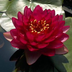 Nymphaea Manee Red - Large tai water lily